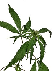 Evolving female hemp plant, latin name Cannabis Sativa with long palmately compountd leaves with serrated edges. Flowers and base of hemp cone visible on tip of plant. 