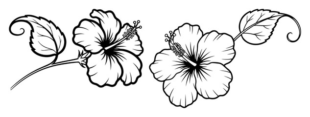 hibiscus flowers on a branch tropical summer sketch © Aisha Kudorova