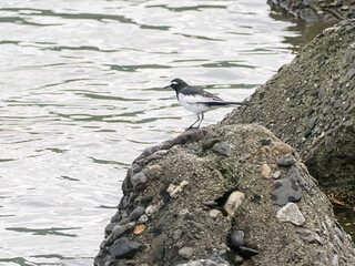 セグロセキレイ