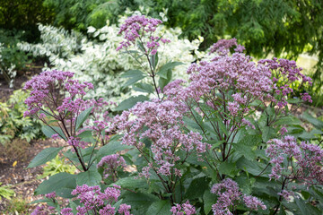 Fototapeta premium Eupatoria Púrpura (Eupatorium purpureum), también conocida como “hierba de Joe Pye”