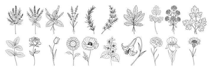 botanical flowers and herbs collection line art sketch vector black illustration shape for laser cutting and engraving