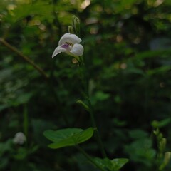 White flower in the garden