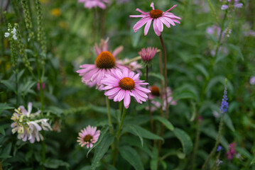 Obraz premium Les jardins de Tivoli et le parc d'attractions dans la ville de Copenhague au Danemark 