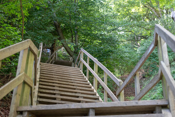 Les escaliers dans la for&ecirc;t de Mons Klint sur l'&icirc;le de Mon au Danemark, au bord de la mer baltique 
