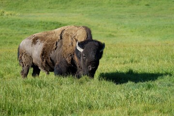 American Bison - Yellowstone National Park, Hayden Valley