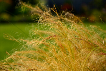 włosowate kwiatostany ostnicy cieniutkiej oświetlone słońcem, kwitnąca ostanica cieniutka, Stipa tenuissima, flowering stipa, known as feather grass, needlegrass, spear grass in the steppe 