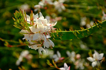 staśmienie pędów gaury, deformacja pędów gaury, zrośniete pędy gaury z kwiatami, shoots of gaura tape, flattened gaur shoots  © kateej