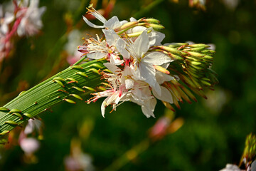 staśmienie pędów gaury, deformacja pędów gaury, zrośniete pędy gaury z kwiatami, shoots of gaura tape, flattened gaur shoots  © kateej
