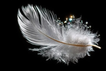 Obraz premium A Delicate White Feather Glistens With Water Droplets and Light