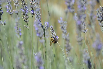 lavender flowers in oregon with a bee
