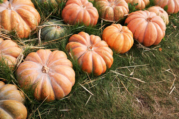 Heap of organic ripe fresh pumpkins lying on the grass. Market trading and fair of agricultural products. Background for Halloween, Thanksgiving Day. Harvesting.