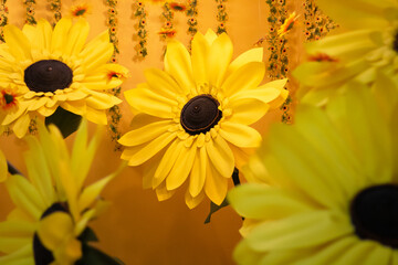 Vibrant yellow sunflowers in warm setting