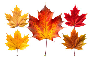 Fototapeta premium Five vibrant maple leaves in various shades of red, orange, and yellow, isolated on a transparent background, representing the beauty of autumn