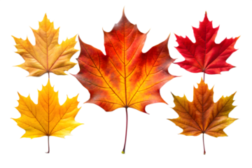Five vibrant maple leaves in various shades of red, orange, and yellow, isolated on a transparent background, representing the beauty of autumn