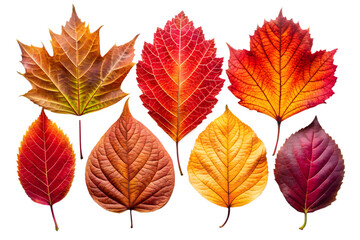 Assortment of eight colorful autumn leaves in shades of red, orange, yellow, brown, and purple, isolated on transparent background