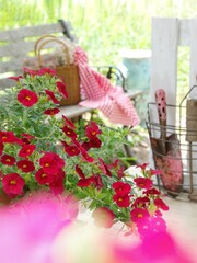 flowers in a garden