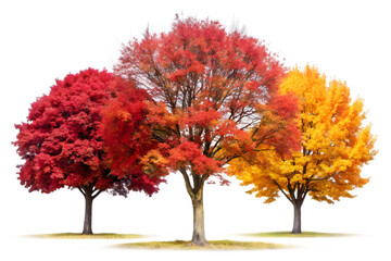 Fototapeta premium Three trees displaying vibrant red, orange, and yellow foliage during autumn, isolated on a transparent background