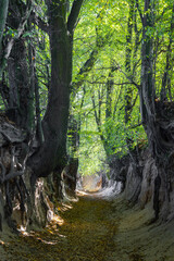 Obraz premium A scenic view of the historic loess gorge in Kazimierz Dolny, Poland, with exposed tree roots clinging to steep earthen walls. Sunlight filters through the lush green canopy, casting dappled shadows 