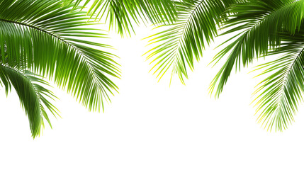 Palm tree leaves on a transparent background.
