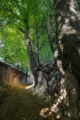 A scenic view of the historic loess gorge in Kazimierz Dolny, Poland, with exposed tree roots clinging to steep earthen walls. Sunlight filters through the lush green canopy, casting dappled shadows 