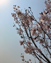桜と空