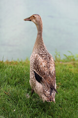  fawn and white pied runner ducks on the lookout for food