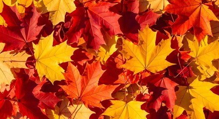 Vibrant autumn leaves in shades of red and yellow, a close-up view of fallen foliage.