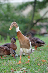  fawn and white pied runner ducks on the lookout for food