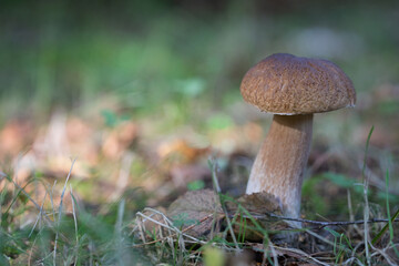 Fresh bolete mushroom growing in forest