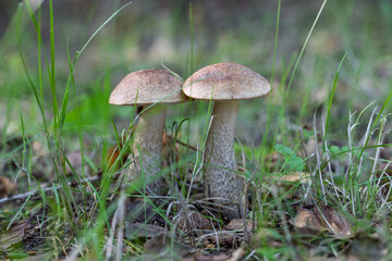 Pair of wild mushrooms growing in forest grass