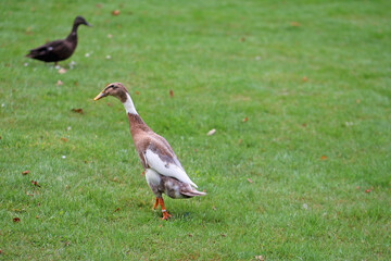  fawn and white pied runner ducks on the lookout for food