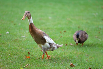  fawn and white pied runner ducks on the lookout for food