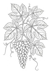 Aquarell Vorlage Weinreben mit Trauben