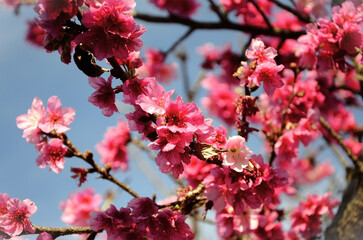 The beautiful flowers of the Okinawan cherry tree (Prunus campanulata) in the late afternoon