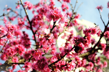 The beautiful flowers of the Okinawan cherry tree (Prunus campanulata) in the late afternoon