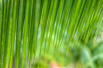 Fototapeta premium Close-up of green coconut palm leaves against a softly blurred background of tropical plants. 