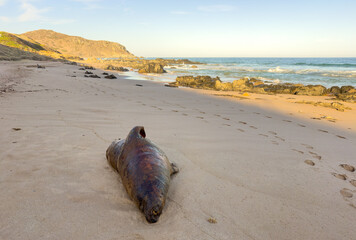 A dead seal washed up on Depp's Beach near Victor Harbor in South Australia, likely due to algal bloom