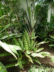 Rattlesnake plant growing among lush tropical vegetation inside Volunteer Park Conservatory greenhouse
