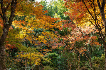 Japanese forest with the colors of autumn.