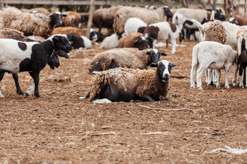 a flock of sheep walking and lying in a pen on a summer's day