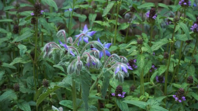 Close-up of borage plant (Borago officinalis L.) in bloom, showing fuzzy stems and star-shaped blue flowers amid green foliage in a vibrant medicinal plant garden.
