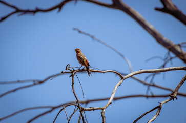 House Finch perched with the sky in the background