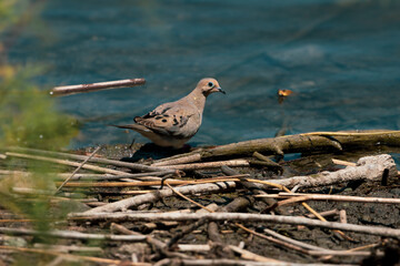Mourning dove by the water