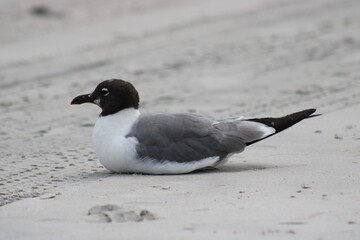 Seagull Resting on Sandy Beach Near Ocean Waves at Dawn, Showcasing Its Unique Black Head and Gray Feathers in Peaceful Coastal Environment