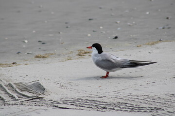 Elegant Tern Walking Along a Sandy Beach at the Shoreline During a Sunny Day, Showcasing Its Distinctive Black Cap and Red Legs Against a Coastal Background