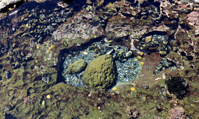 Marine life on rock exposed at low tide