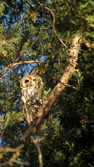 Ave en la Naturaleza