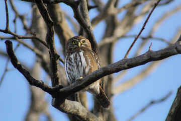 Ave en la Naturaleza