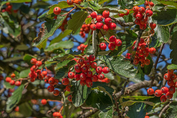 Weißdorn (Crataegus), Fruchtstand