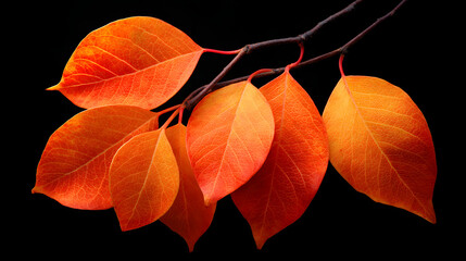Vibrant orange autumn leaves on a black background, perfect for seasonal decor.
